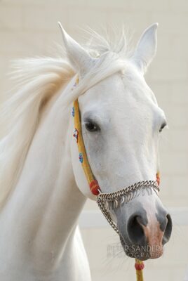 Peter Sanders - copy Img0062