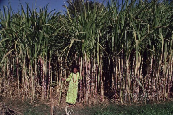 Peter Sanders - egypt 24