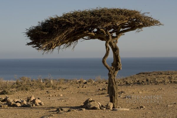 Peter Sanders - oman 21